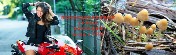 ПСИЛОЦИБИНОВЫЕ ГРИБЫ Алексин